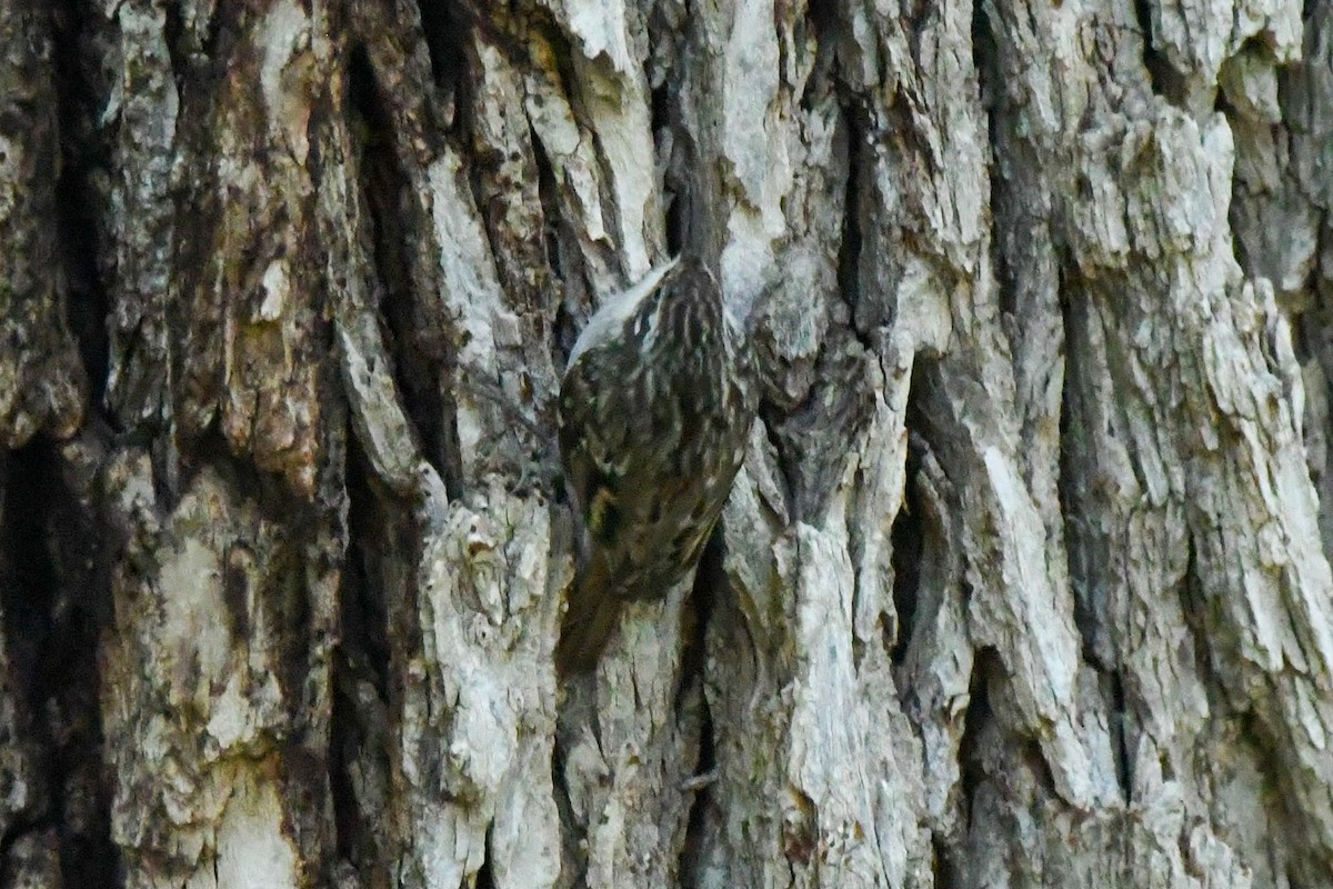 Short-toed Treecreeper - ML643654543