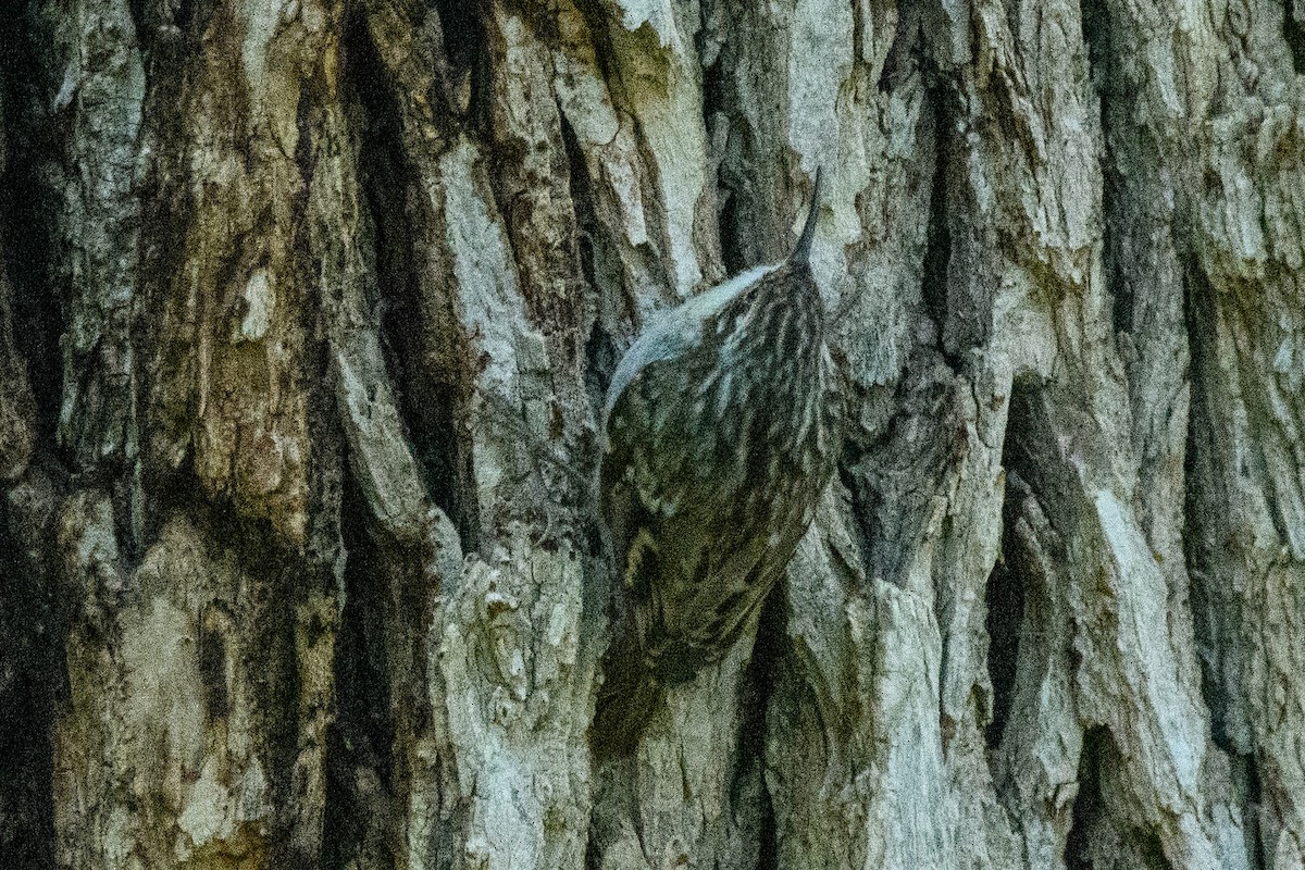 Short-toed Treecreeper - ML643654544