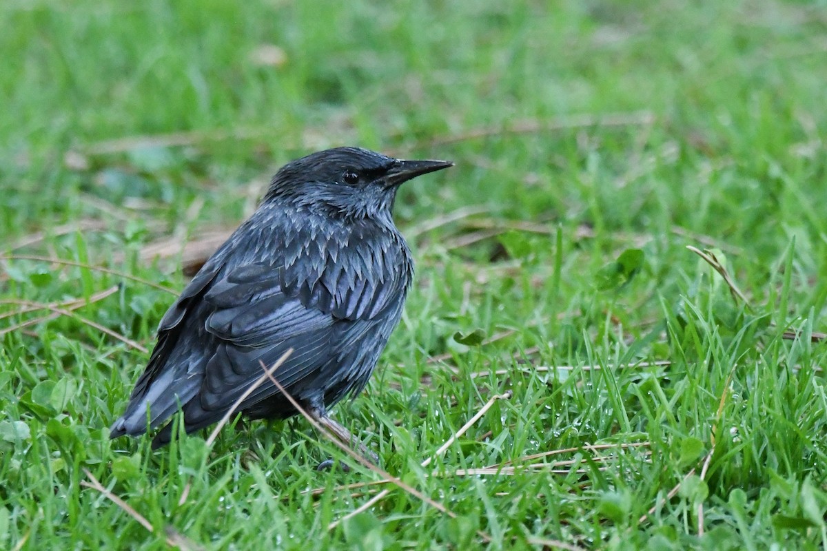 Spotless Starling - ML643654573