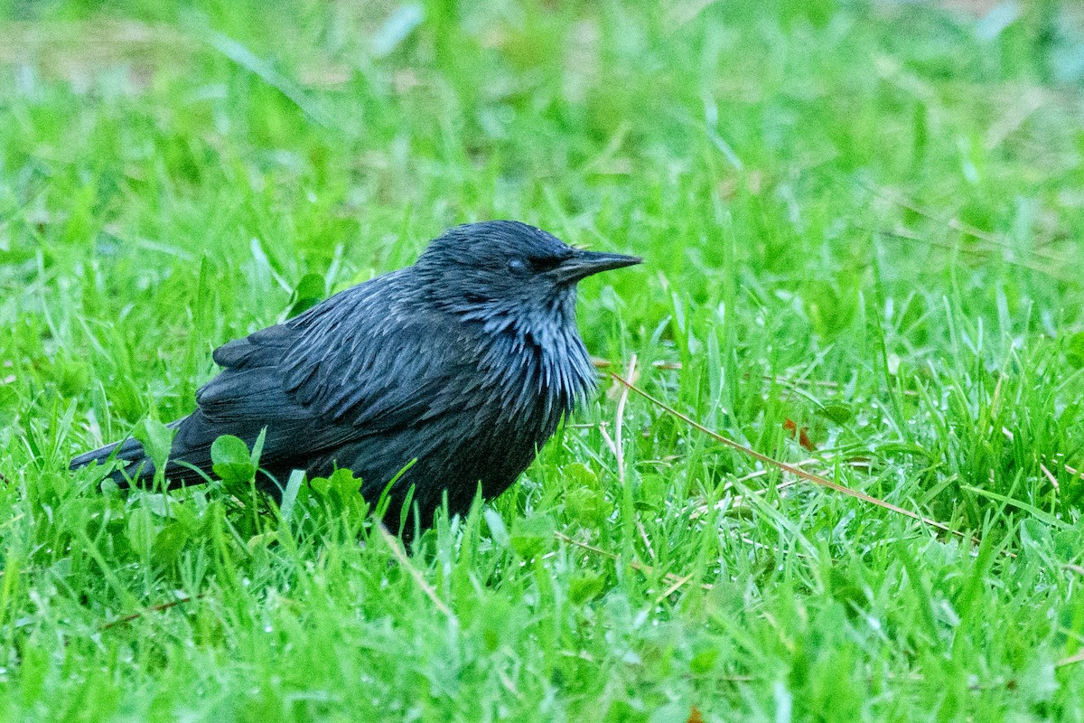 Spotless Starling - ML643654574