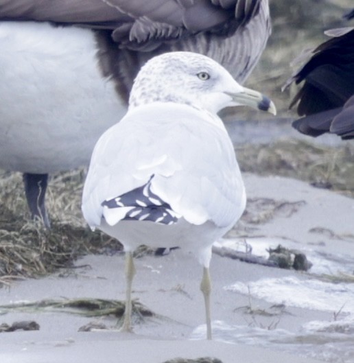 Ring-billed Gull - ML643654578