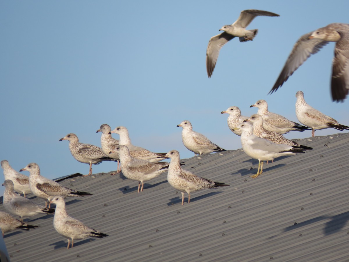 Ring-billed Gull - ML643654643