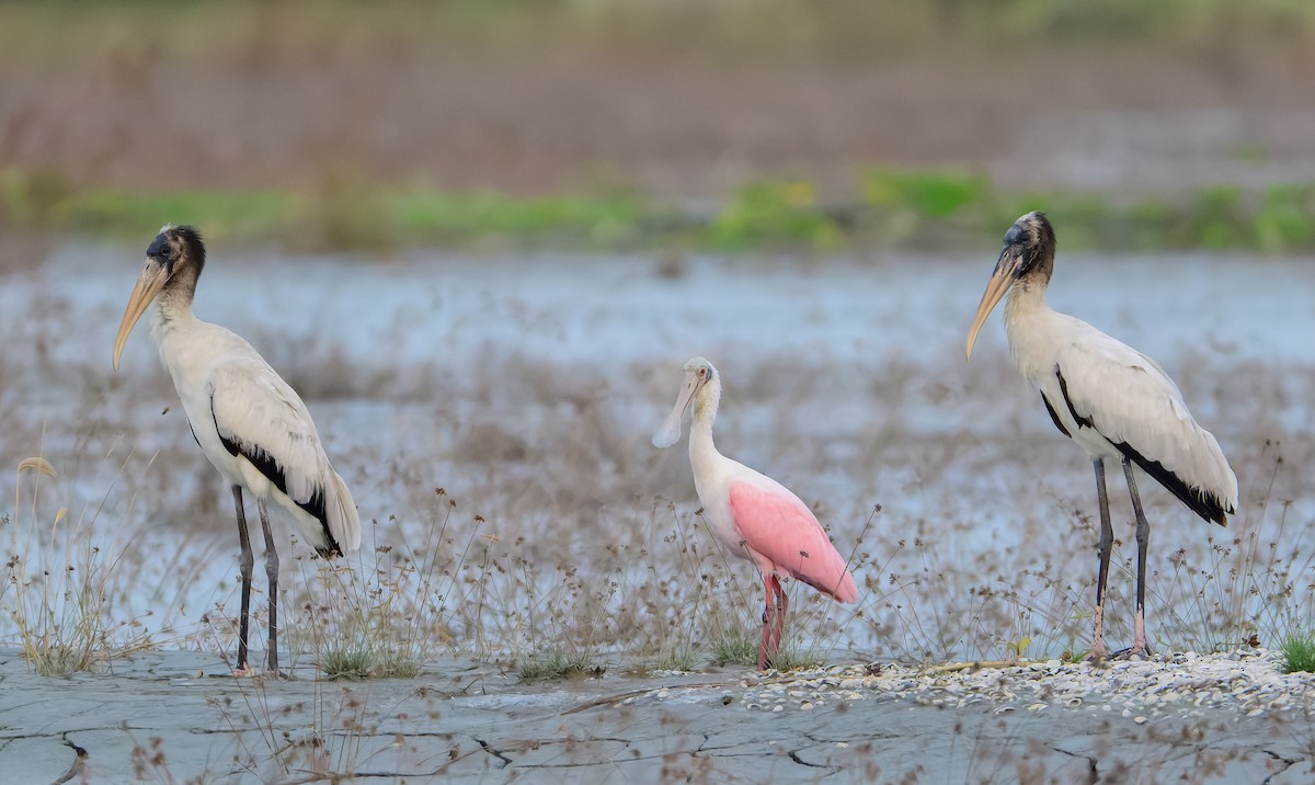 Wood Stork - ML643654647