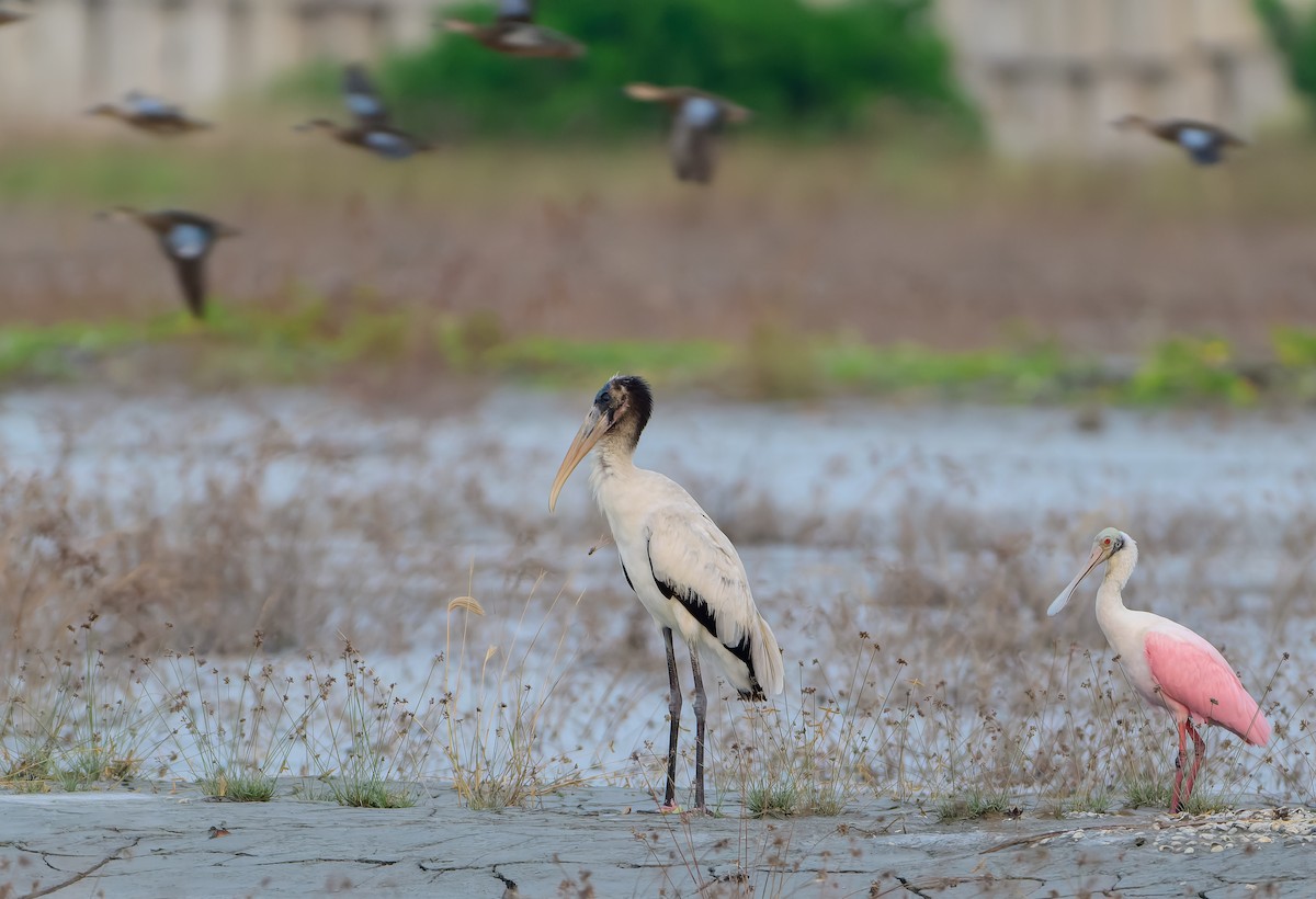 Wood Stork - ML643654649
