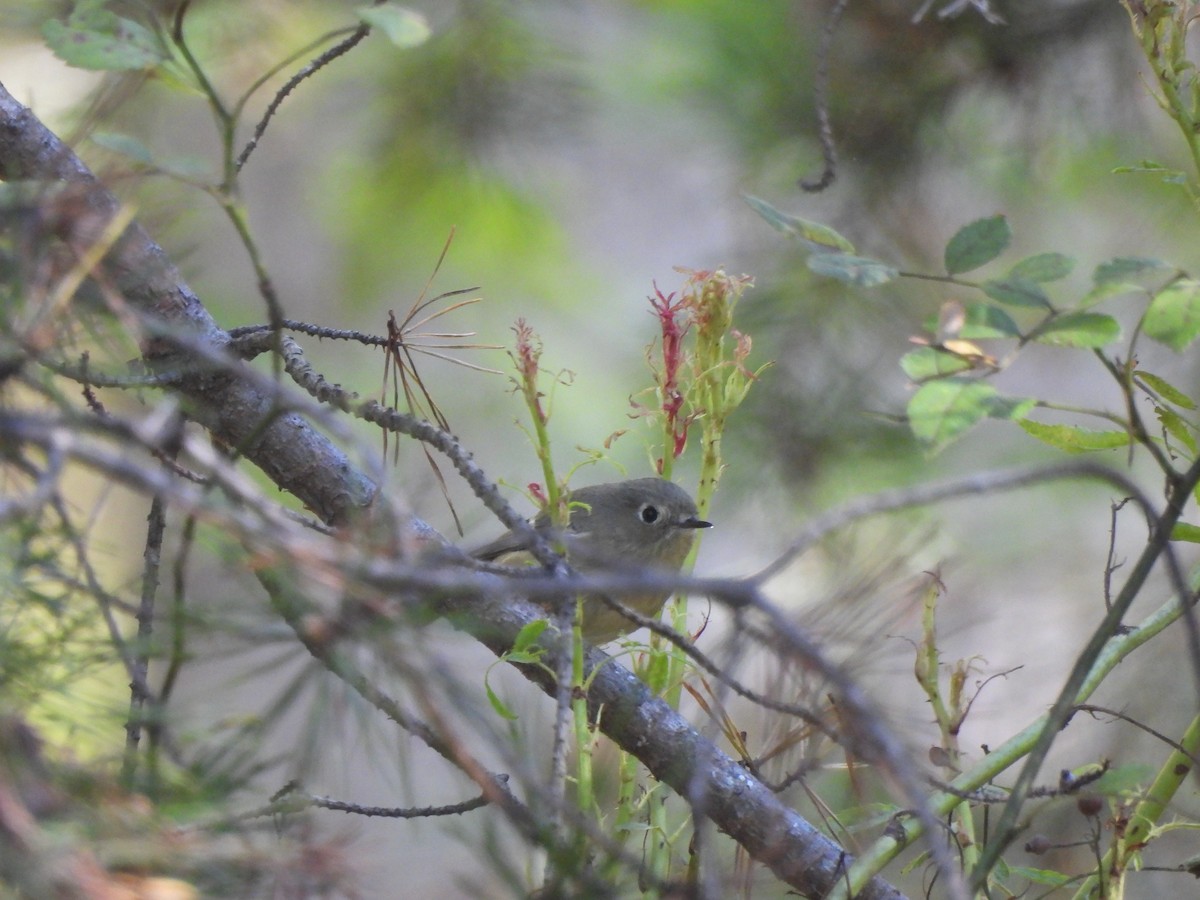Ruby-crowned Kinglet - ML643654678