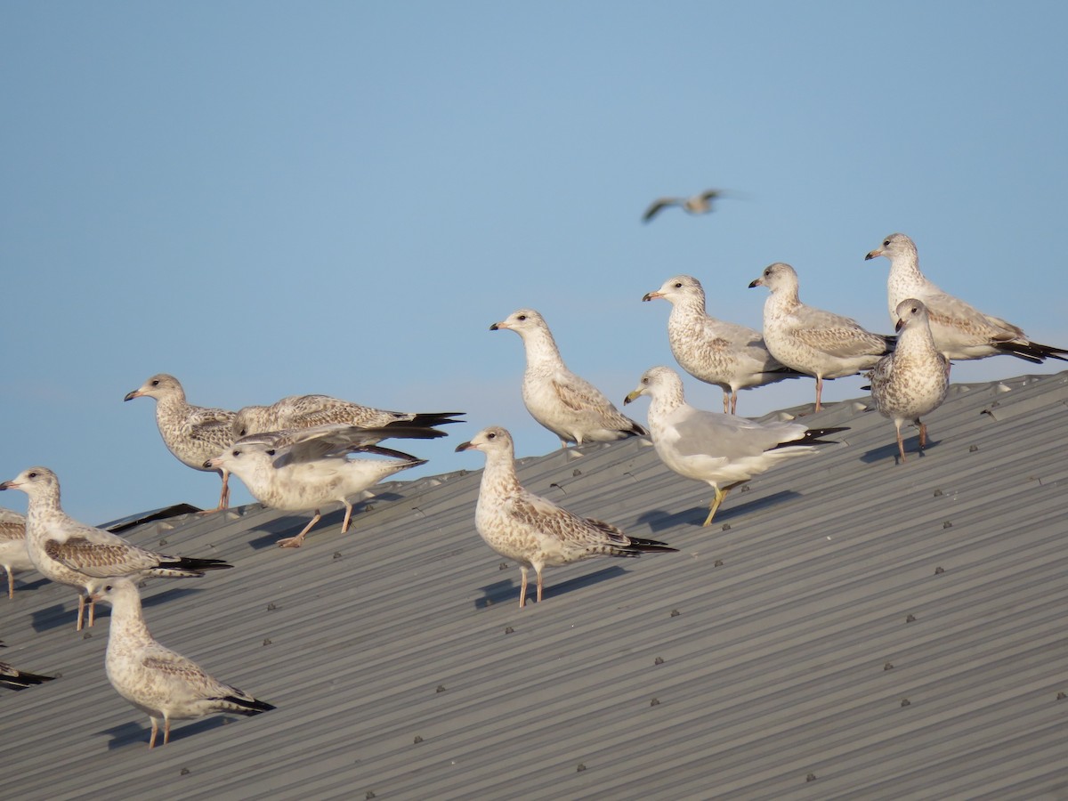 Ring-billed Gull - ML643654682