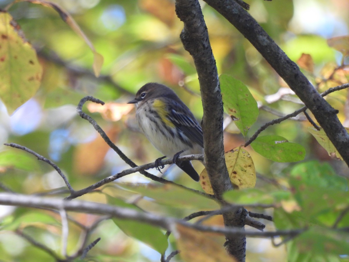 Yellow-rumped Warbler - ML643654683
