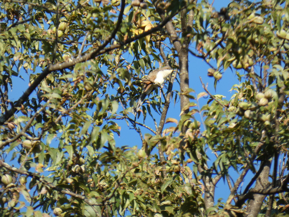 Yellow-billed Cuckoo - ML643654684