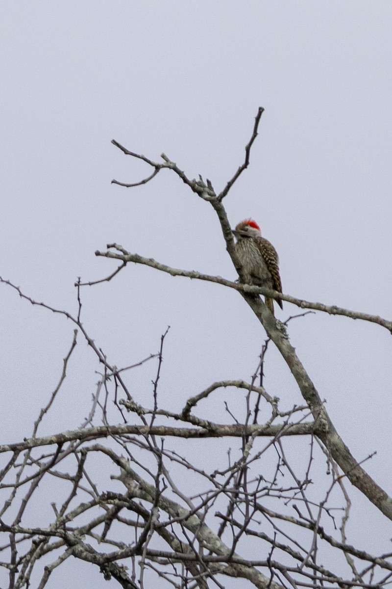 kardinalspett - ML643654693