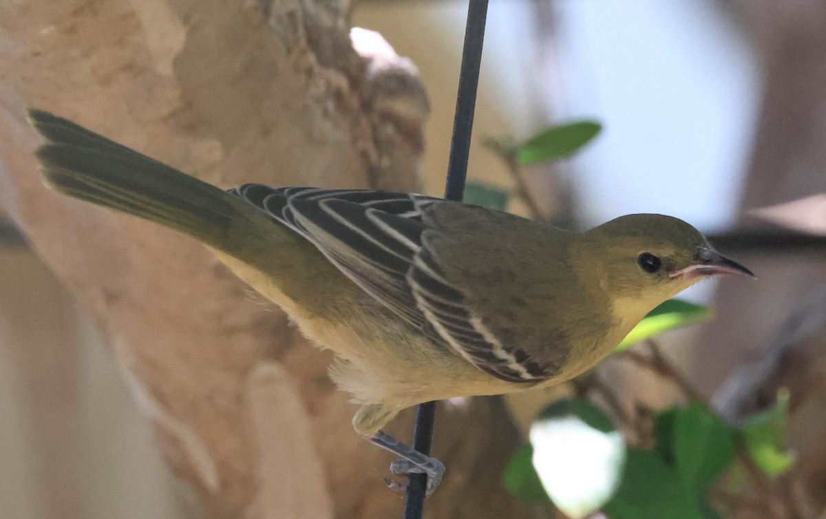 Oriole masqué - ML643654694