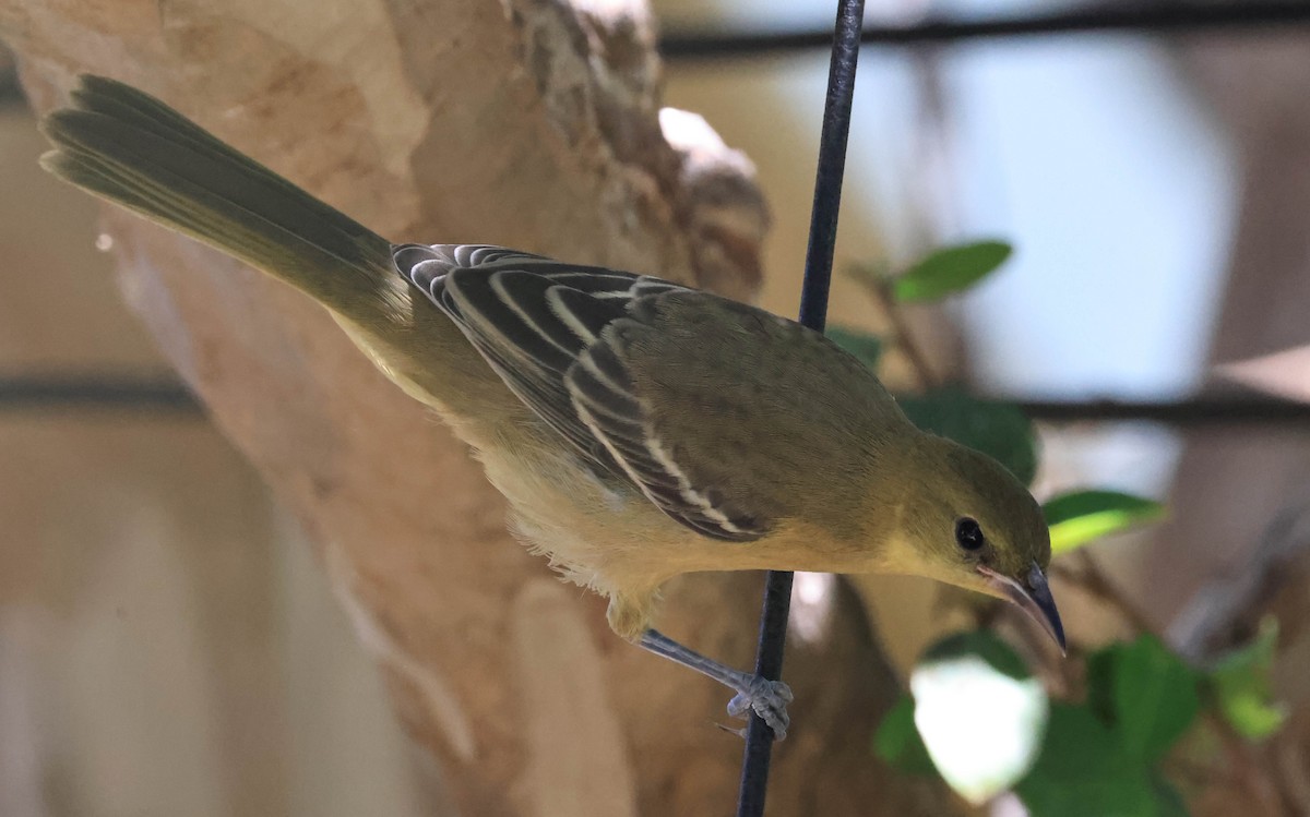 Oriole masqué - ML643654695
