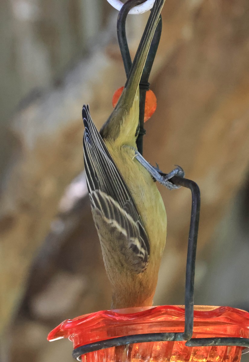 Oriole masqué - ML643654696