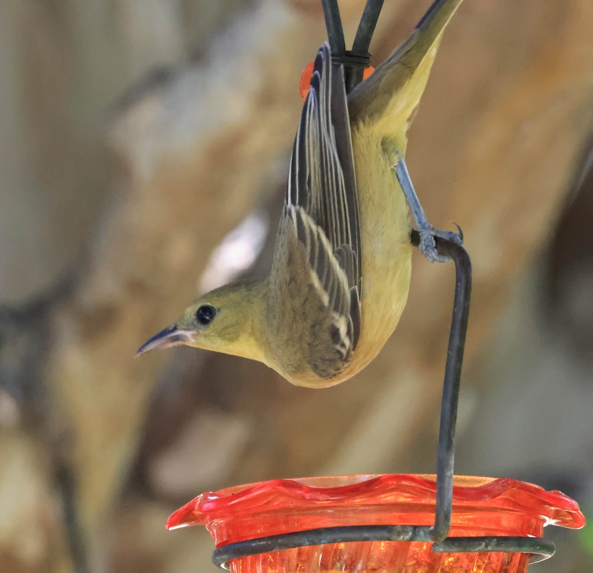 Oriole masqué - ML643654697