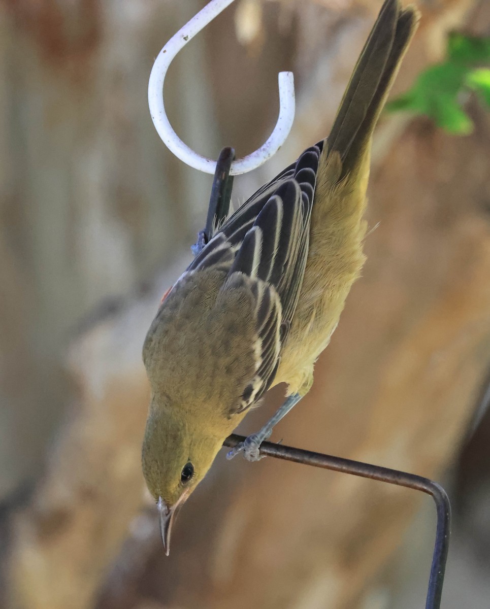 Oriole masqué - ML643654698
