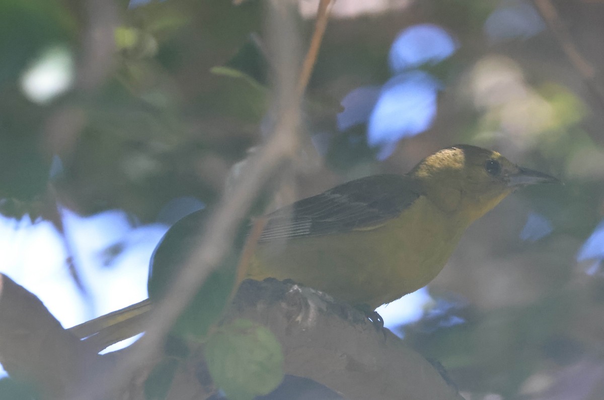 Oriole masqué - ML643654700