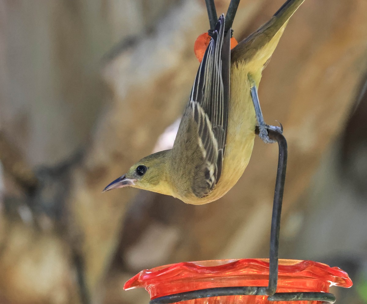 Oriole masqué - ML643654701