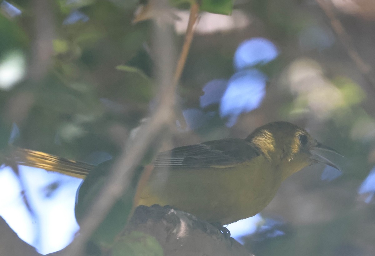 Oriole masqué - ML643654702