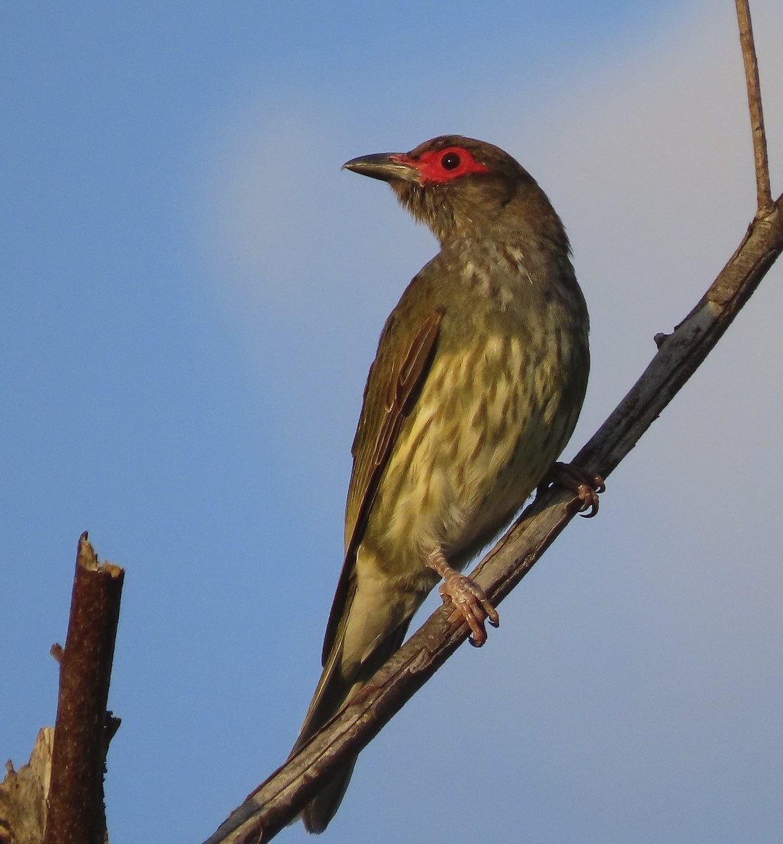 Australasian Figbird - ML643654703