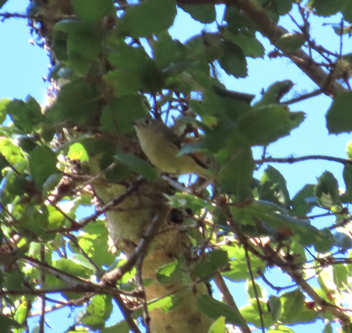 Ruby-crowned Kinglet - ML643654708