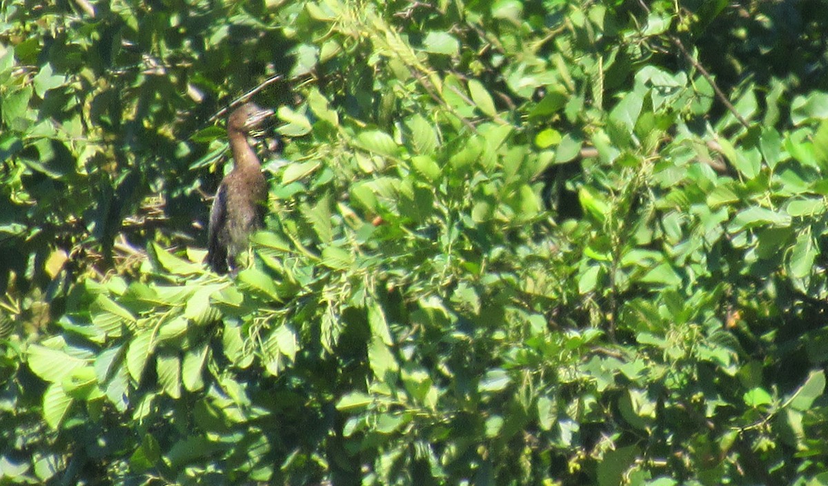 Pygmy Cormorant - ML643654719