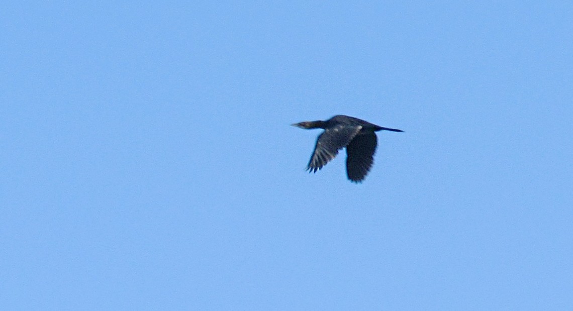 Pygmy Cormorant - ML643654724