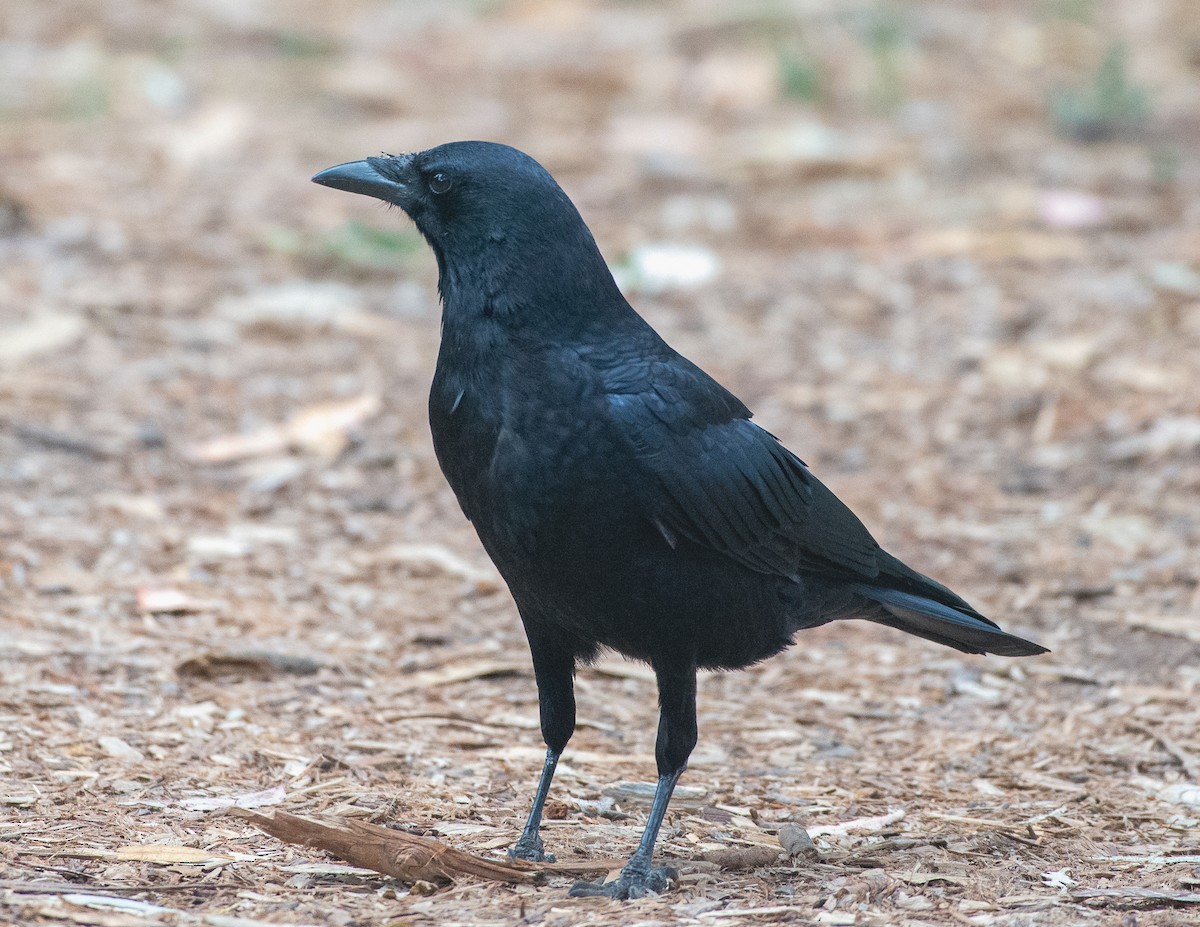 American Crow - ML643654725