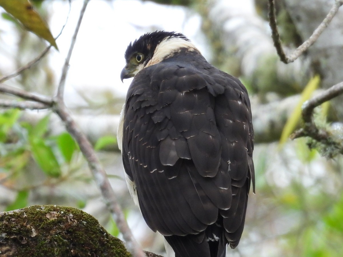 Bicolored Hawk - ML643654732