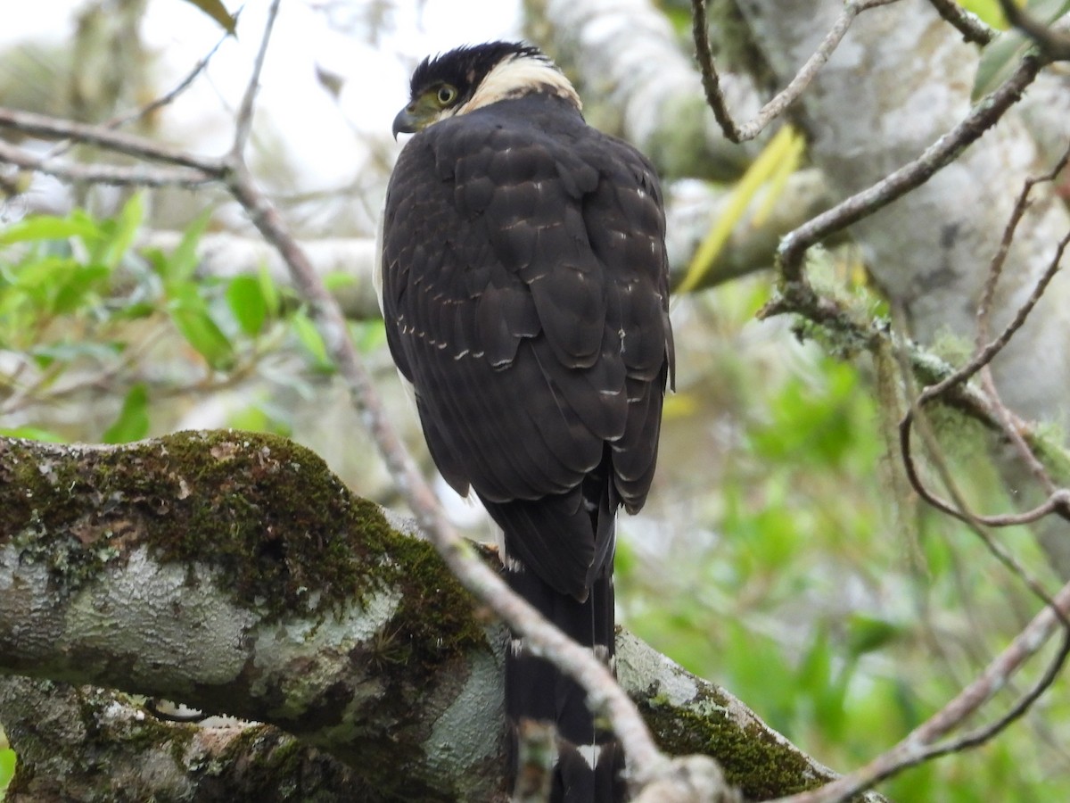 Bicolored Hawk - ML643654734