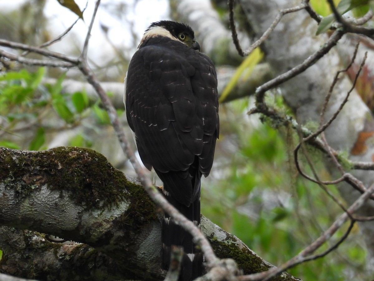 Bicolored Hawk - ML643654735