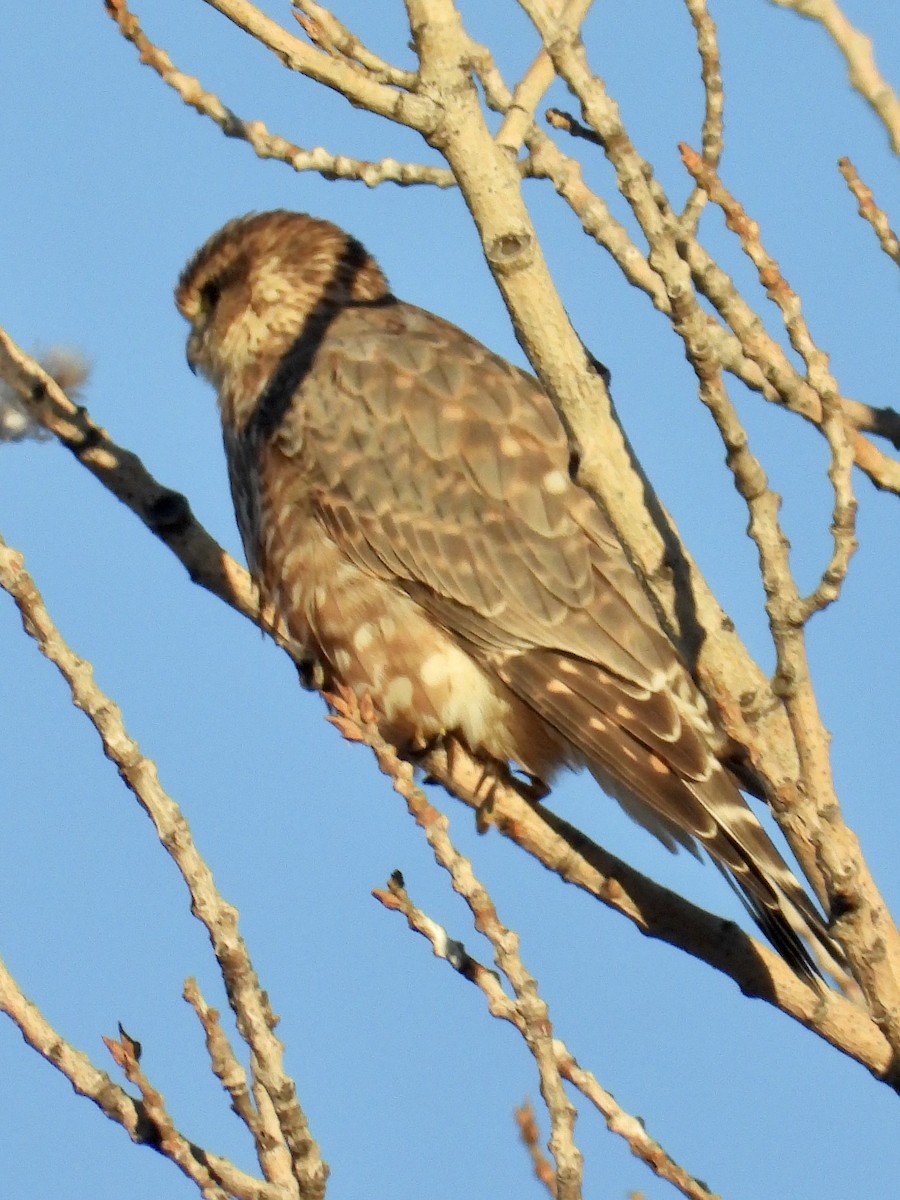 Merlin - ML643654757