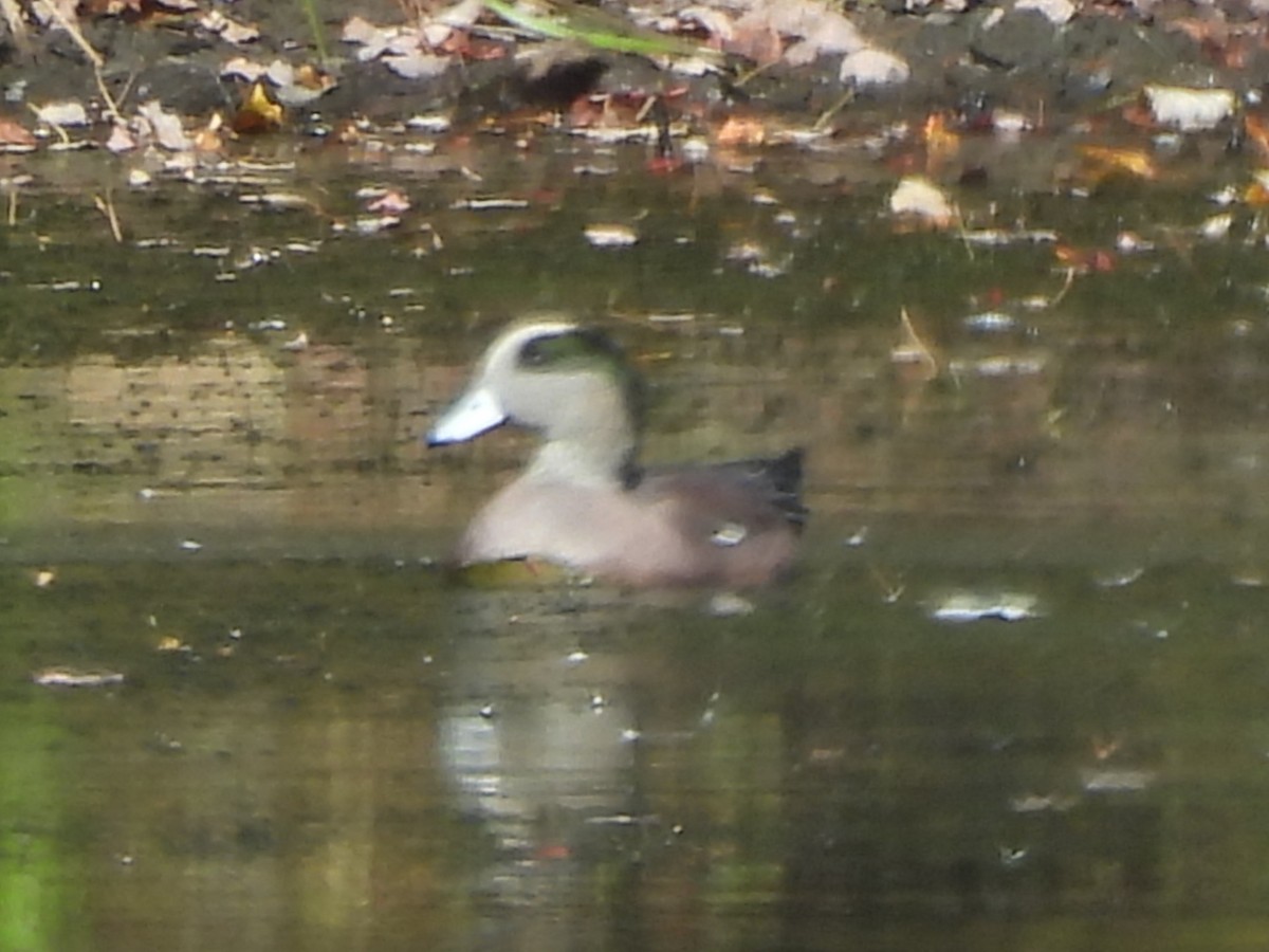 American Wigeon - ML643654758
