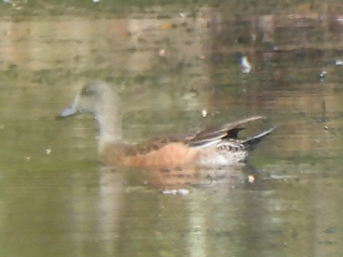 American Wigeon - ML643654759
