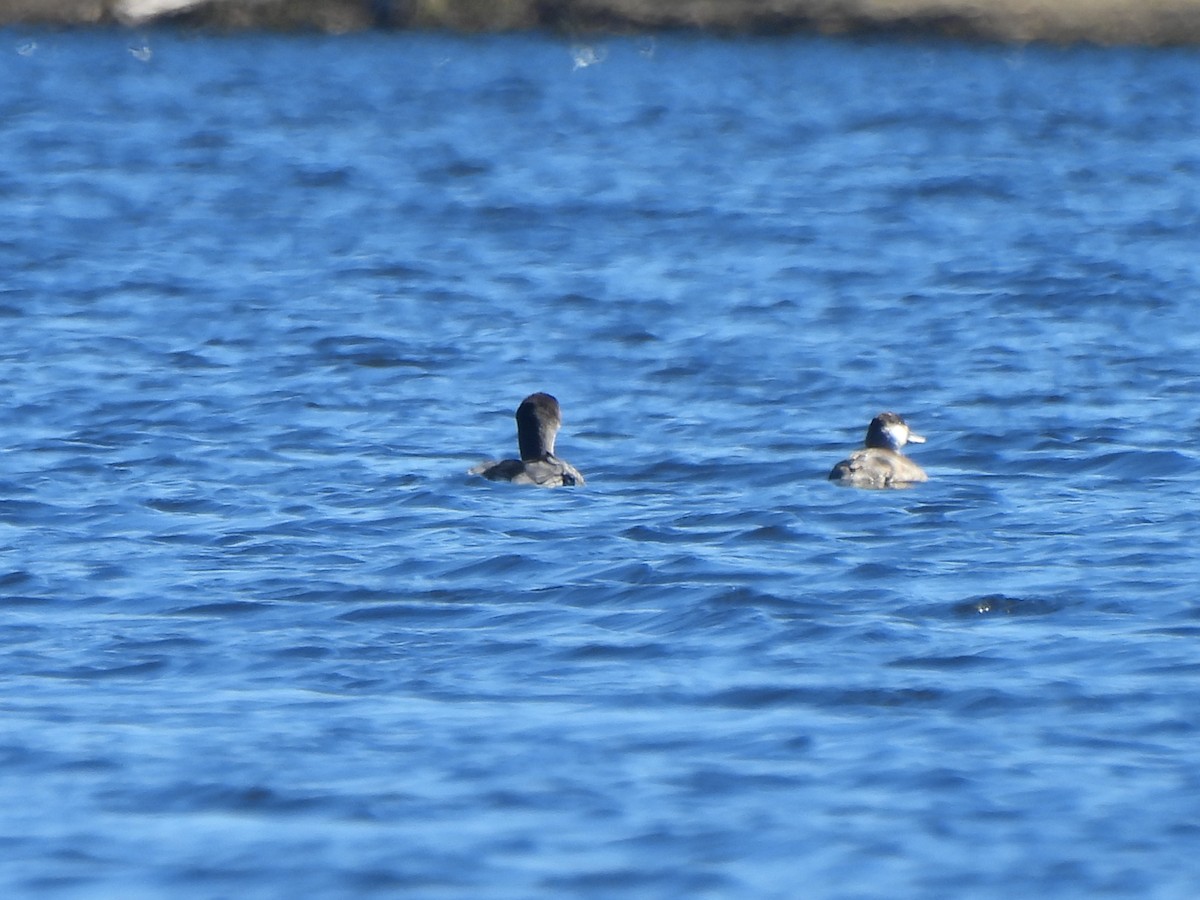 Ruddy Duck - ML643654770