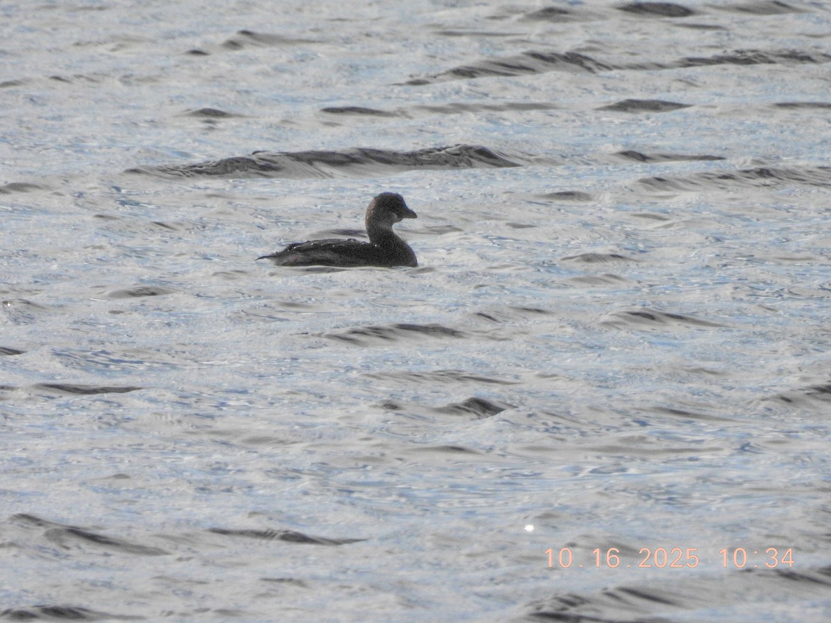 Pied-billed Grebe - ML643654788