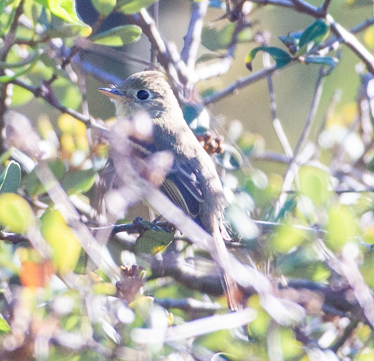 Empidonax sp. - ML643654802