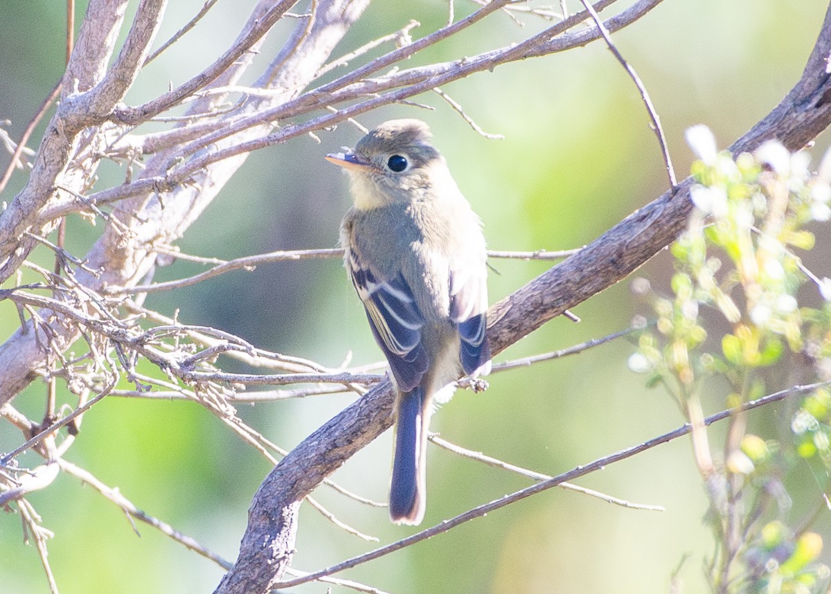 Empidonax sp. - ML643654804