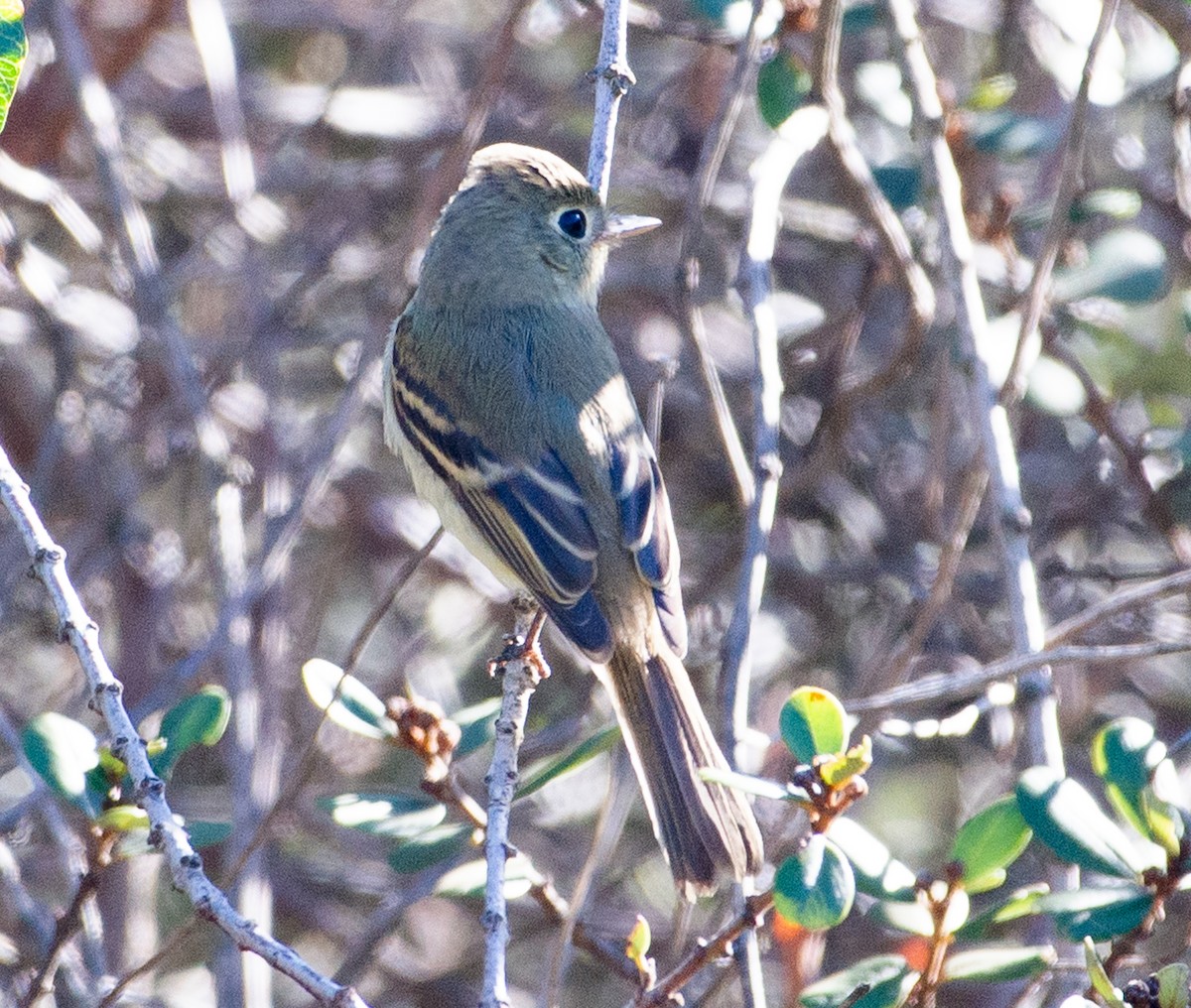 Empidonax sp. - ML643654805