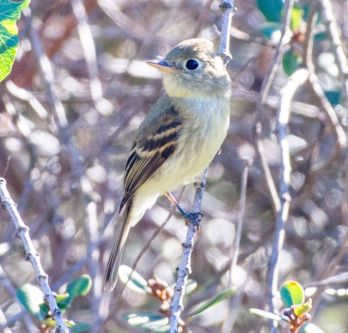 Empidonax sp. - ML643654811