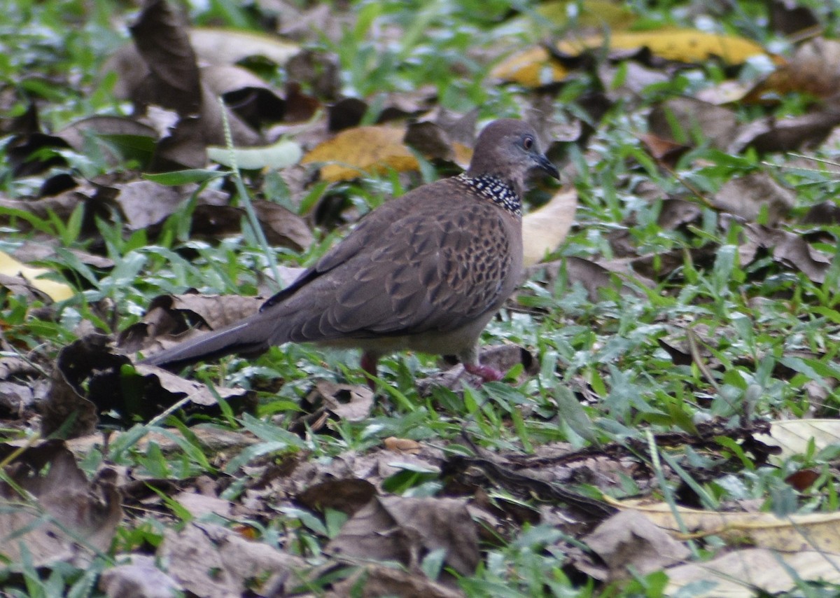 hrdlička kropenatá - ML643654824