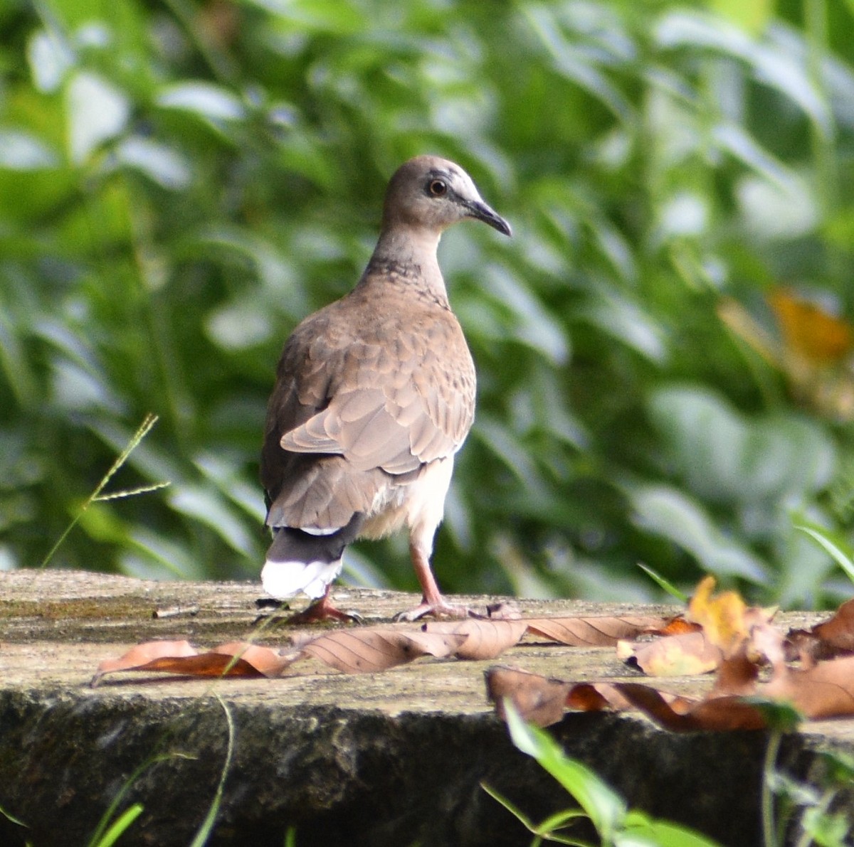 hrdlička kropenatá - ML643654825