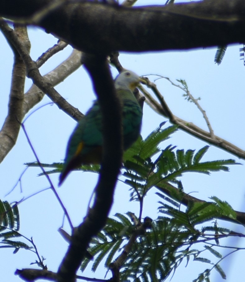 holub černošíjný - ML643654826