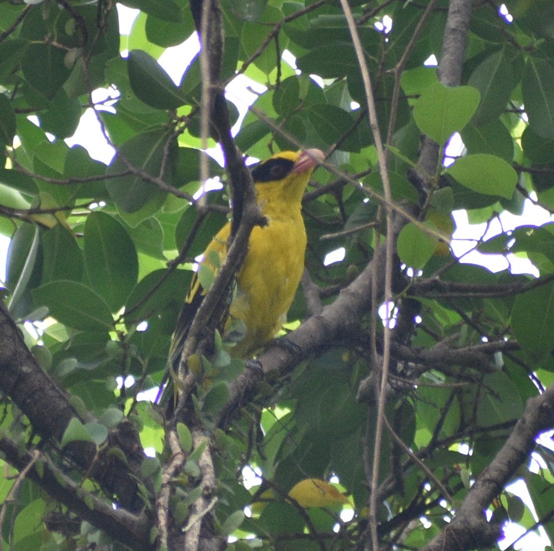 žluva černošíjná - ML643654834