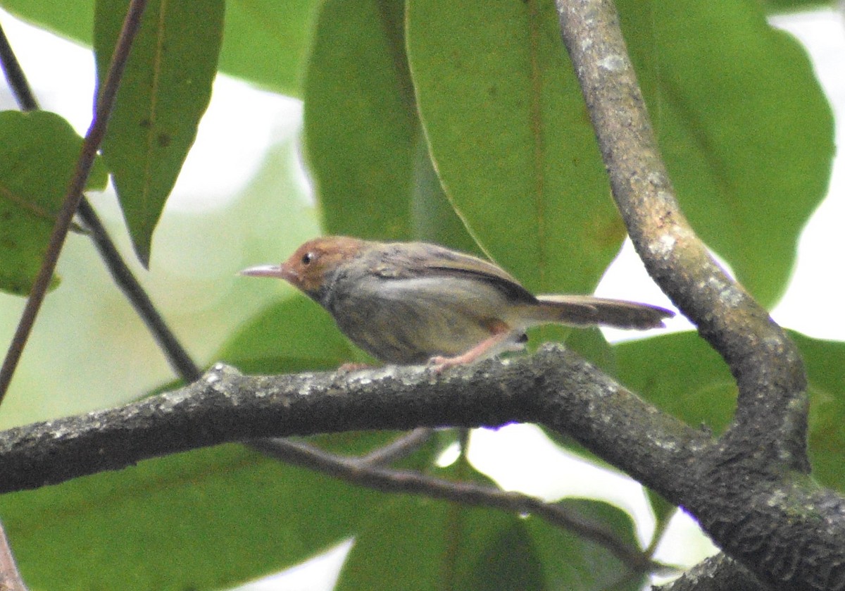 Olive-backed Tailorbird - ML643654838
