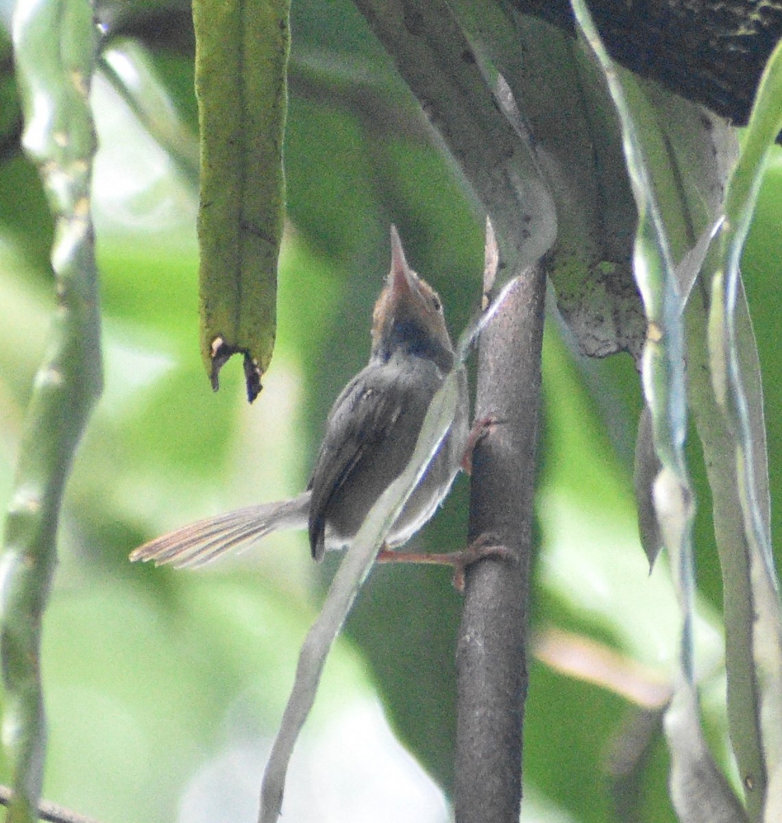 Olive-backed Tailorbird - ML643654839