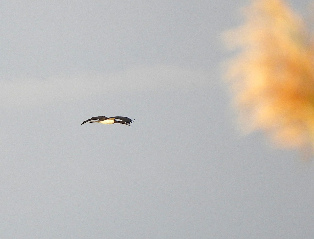 čáp černý - ML643654846