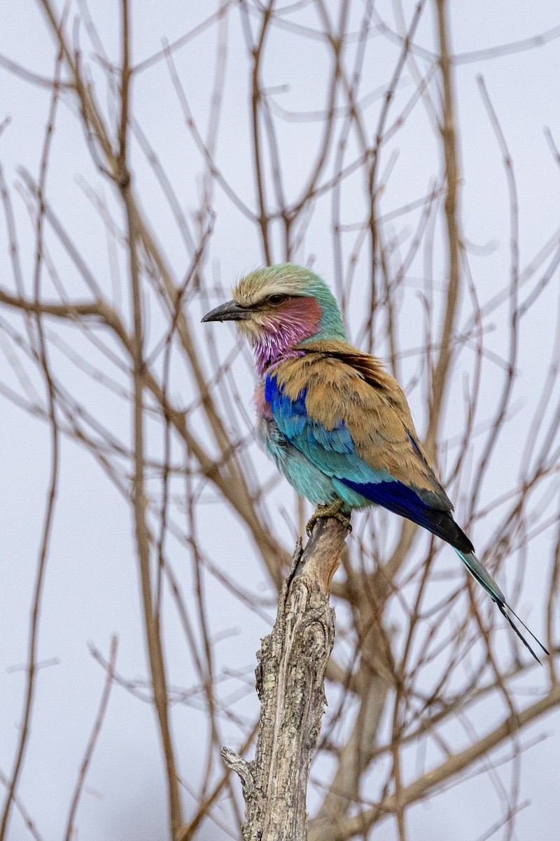 Lilac-breasted Roller - ML643654847