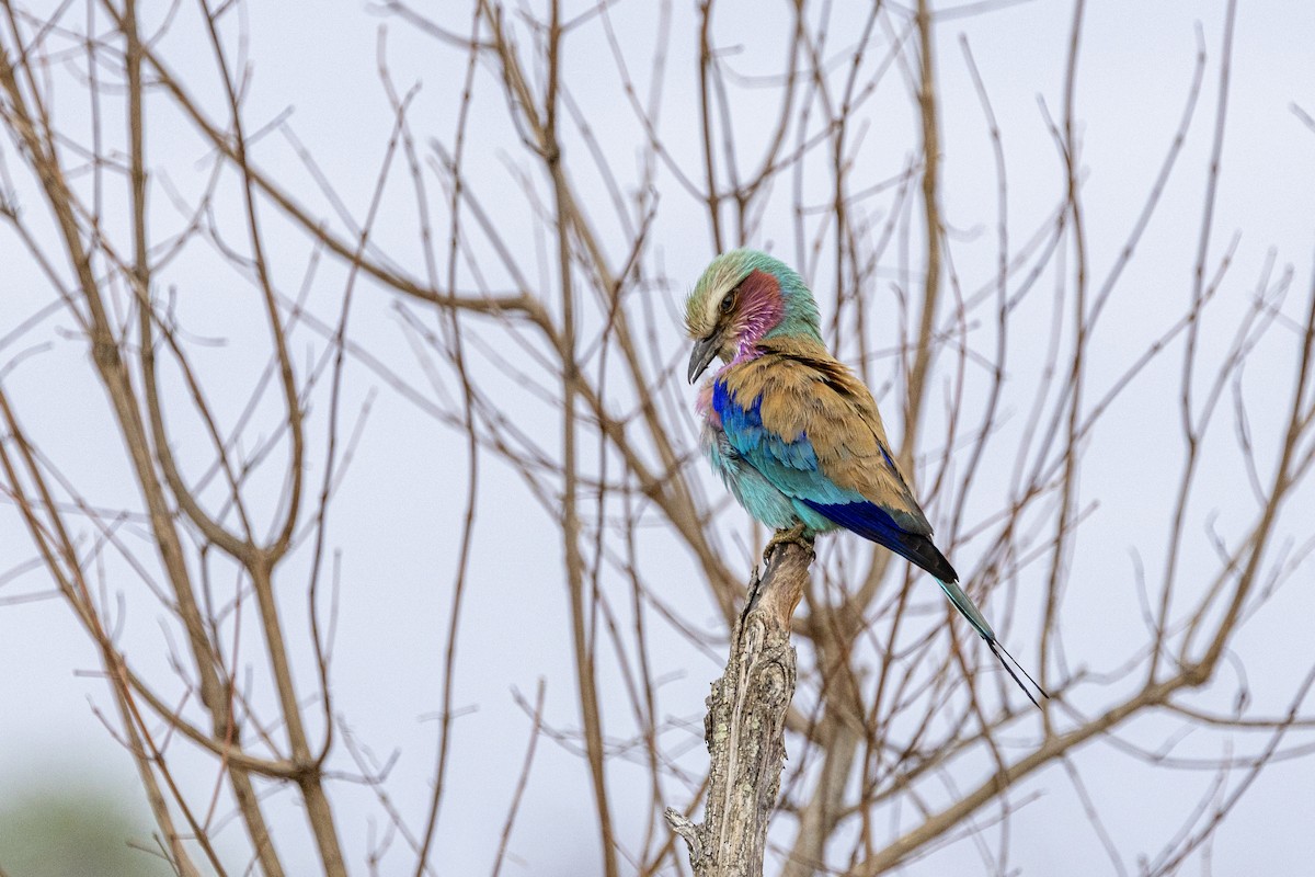 Lilac-breasted Roller - ML643654848