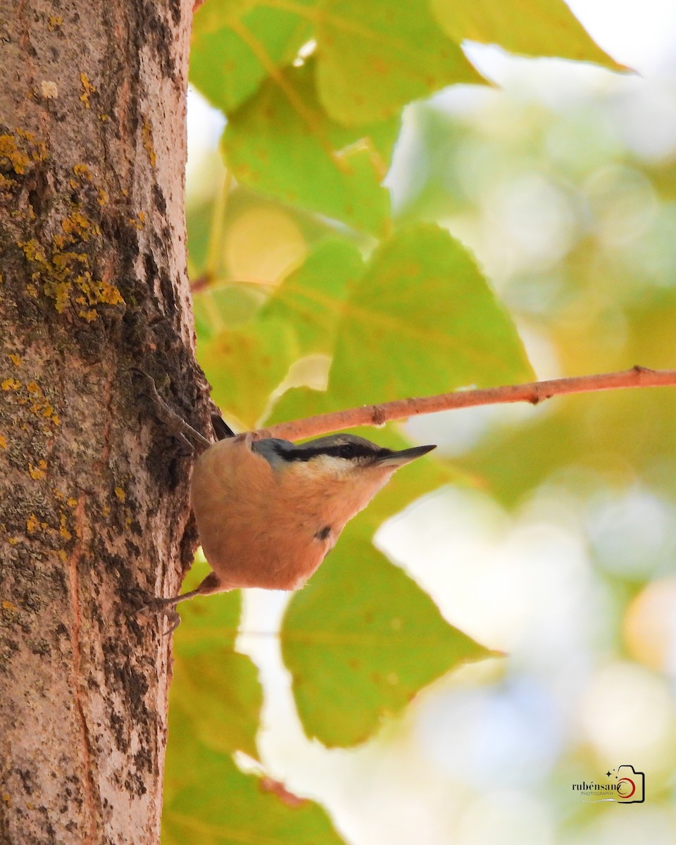 Eurasian Nuthatch - ML643654849