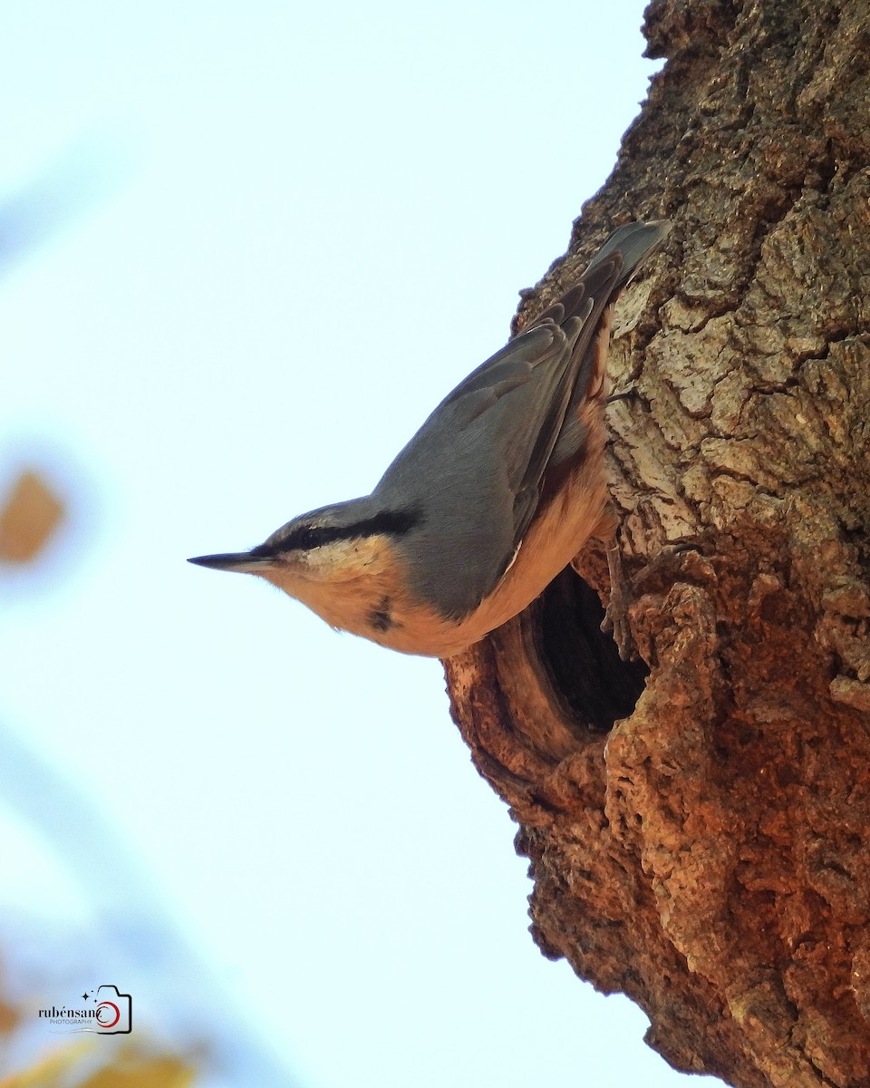 Eurasian Nuthatch - ML643654850