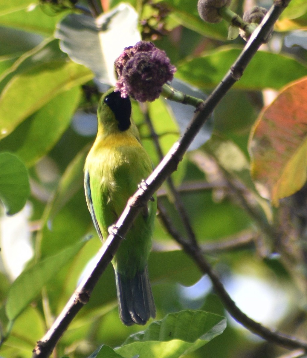 Javan Leafbird - ML643654867